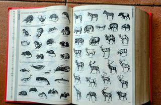 Vocabolario italiano Zingarelli - Ed. Zanichelli