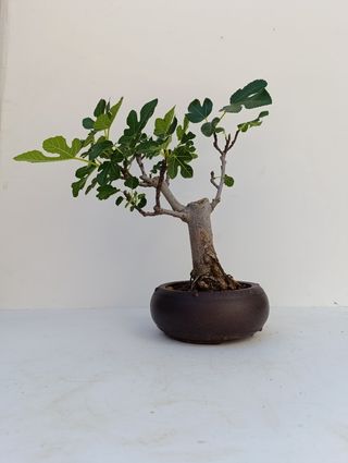 Bonsái Higuera