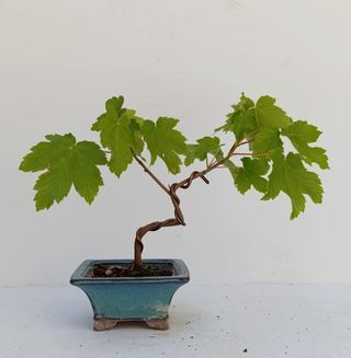 Bonsai Arce