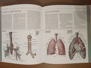 Atlas ilustrado de anatomía (Spanish Edition)