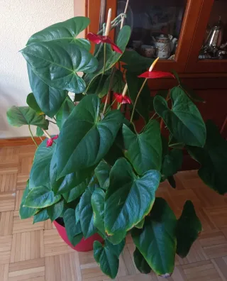 Anturio rojo - Planta interior