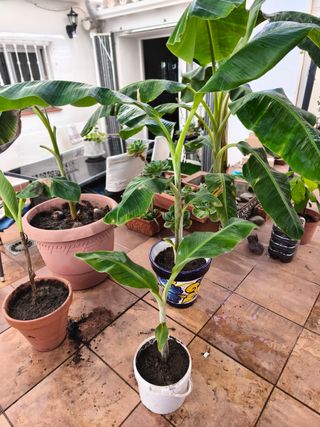Platanera