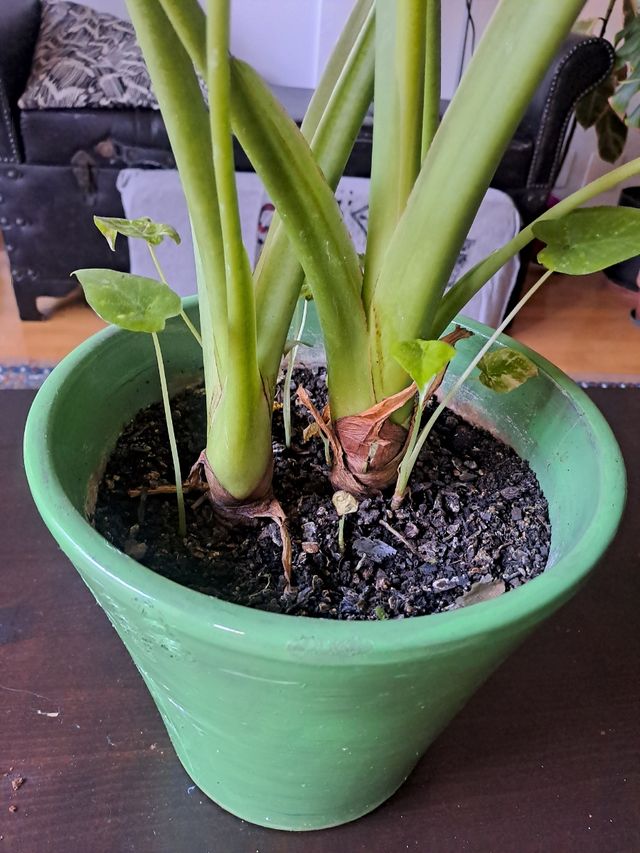 Alocasia