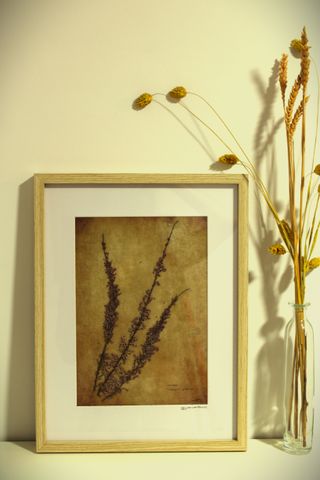 Cuadro botánico plantas secas