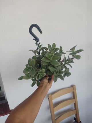 Tradescantia sillamontana - Planta grande