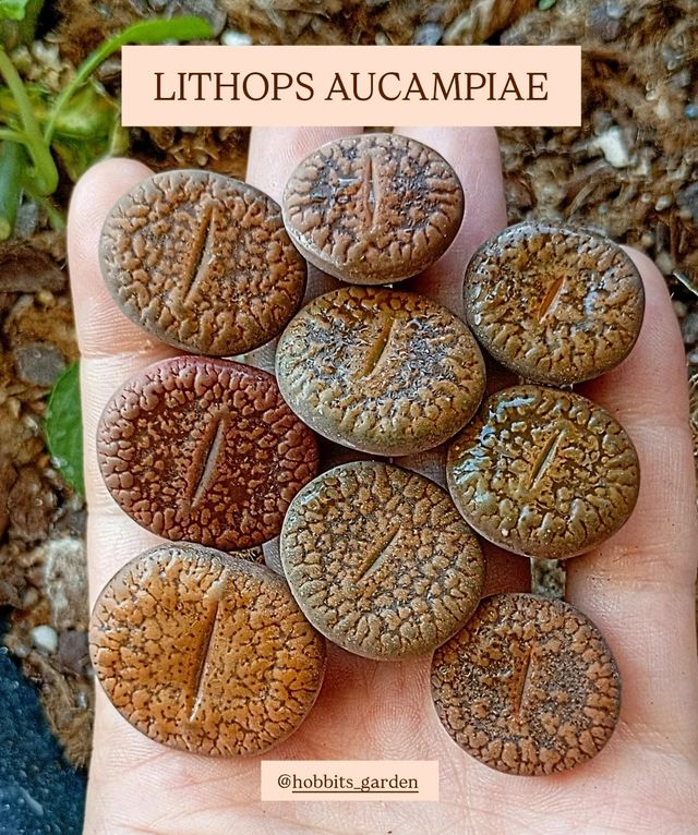 Lithops Aucampiae - Suculentas Colección 
