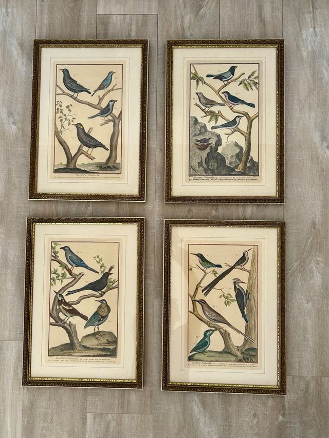 Grabados aves: 4 láminas enmarcadas.  
