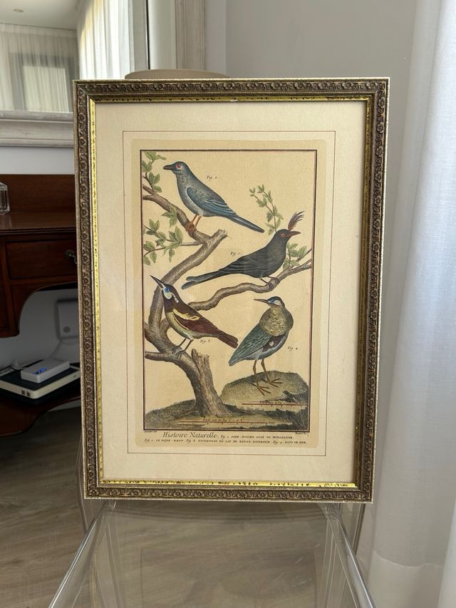 Grabados aves: 4 láminas enmarcadas.  