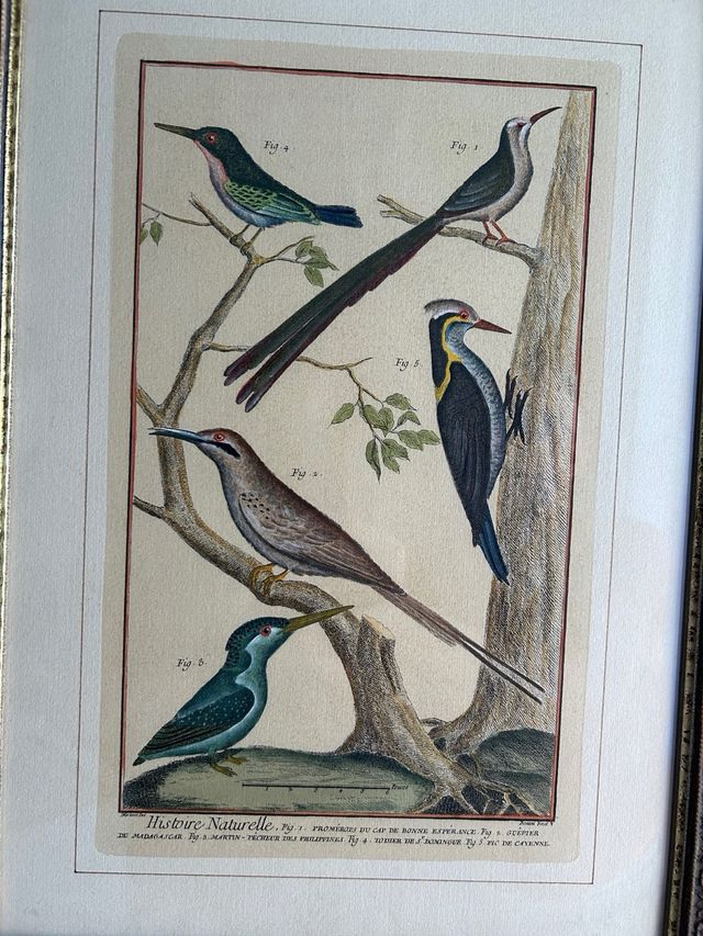 Grabados aves: 4 láminas enmarcadas.  