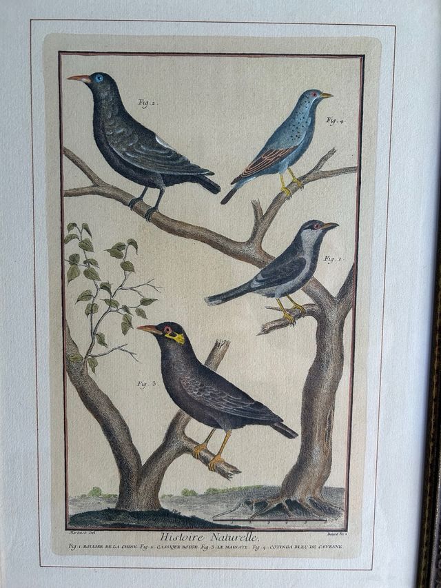 Grabados aves: 4 láminas enmarcadas.  