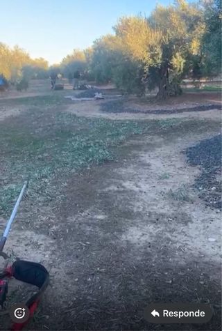 Finca Olivos a 150 m del pueblo de Jamilena