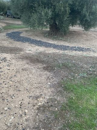 Finca Olivos a 150 m del pueblo de Jamilena