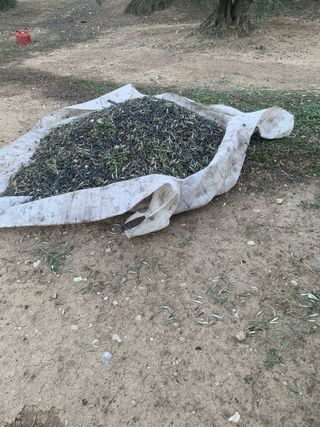 Finca Olivos a 150 m del pueblo de Jamilena