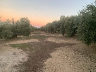 Finca Olivos a 150 m del pueblo de Jamilena