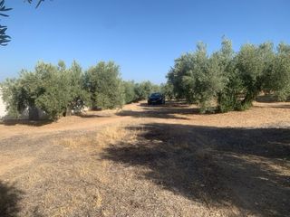 Finca Olivos a 150 m del pueblo de Jamilena