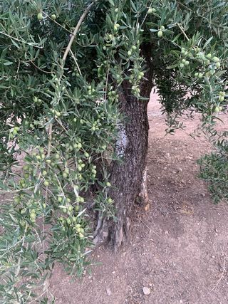 Finca Olivos a 150 m del pueblo de Jamilena