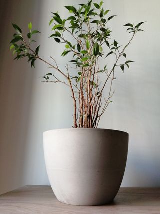 Vaso di cemento grigio lucidato.