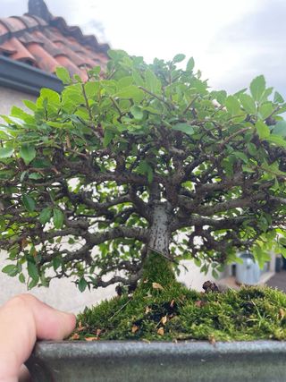 Bonsái Olmo - Árbol miniatura