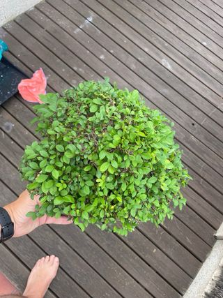 Bonsái Olmo - Árbol miniatura