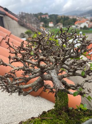 Bonsái Olmo - Árbol miniatura