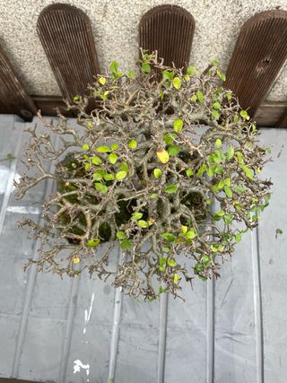 Bonsái Olmo - Árbol miniatura