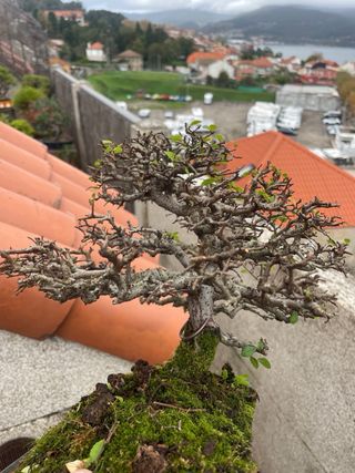 Bonsái Olmo - Árbol miniatura