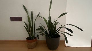 Planta Serpiente - Sansevieria GRANDE URGE mudanza