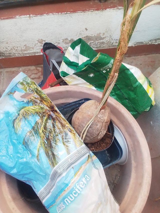 Plántula Palmera Coco (Cocos nucifera)se regala