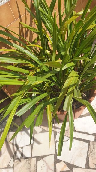 Orquídeas - Roseo sem flor