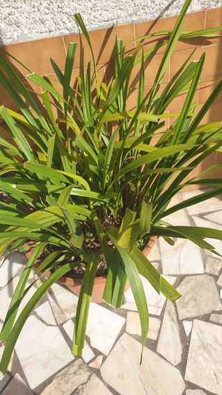 Orquídeas - Roseo sem flor