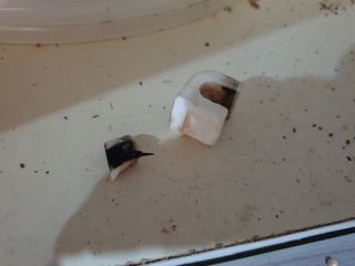 Microondas Beko - Blanco