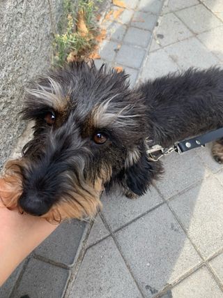 paseadora y entrenadora canina . mucha experiencia