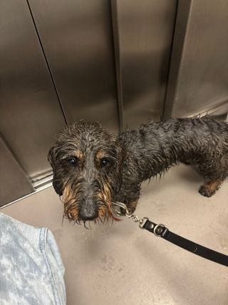 paseadora y entrenadora canina . mucha experiencia