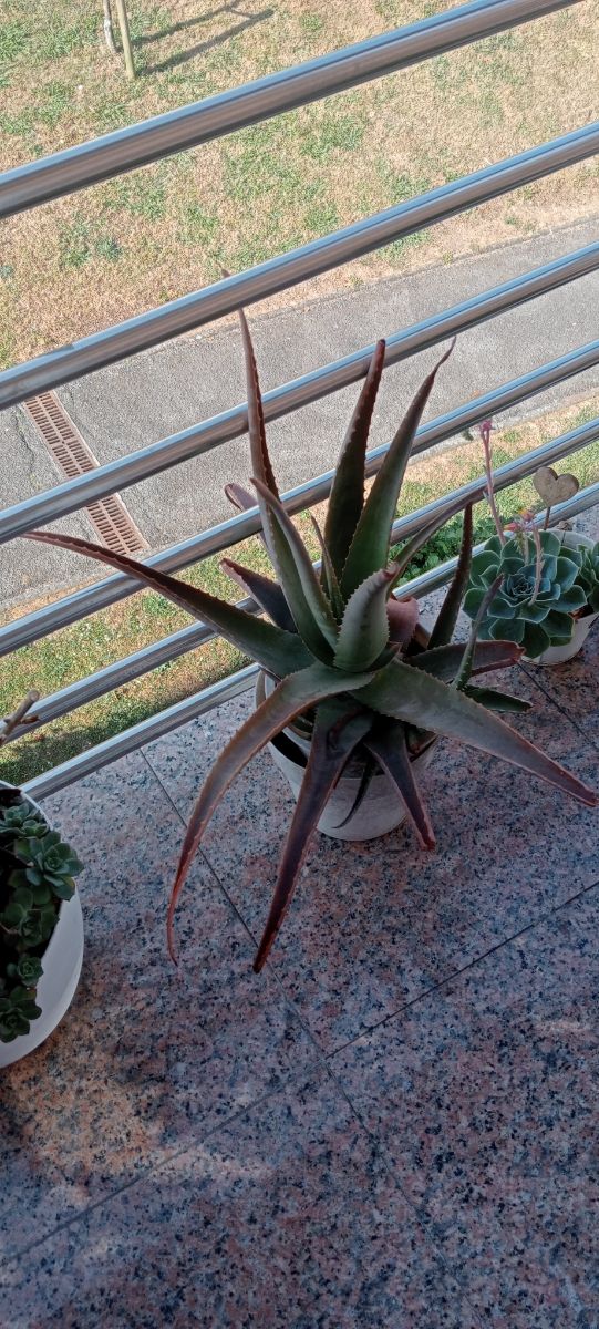 Aloe vera grande - Planta suculenta