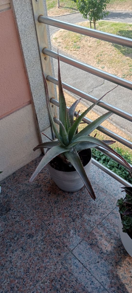 Aloe vera grande - Planta suculenta