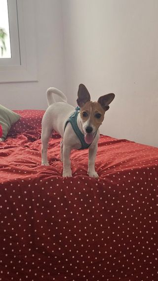 Cuidado perros - Gracia, Barcelona