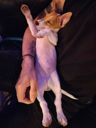 Cuidado perros - Gracia, Barcelona