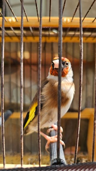 Cuidado perros - Gracia, Barcelona