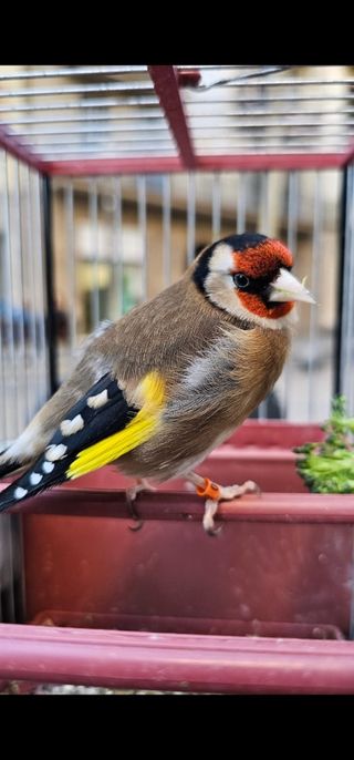 Cuidado perros - Gracia, Barcelona