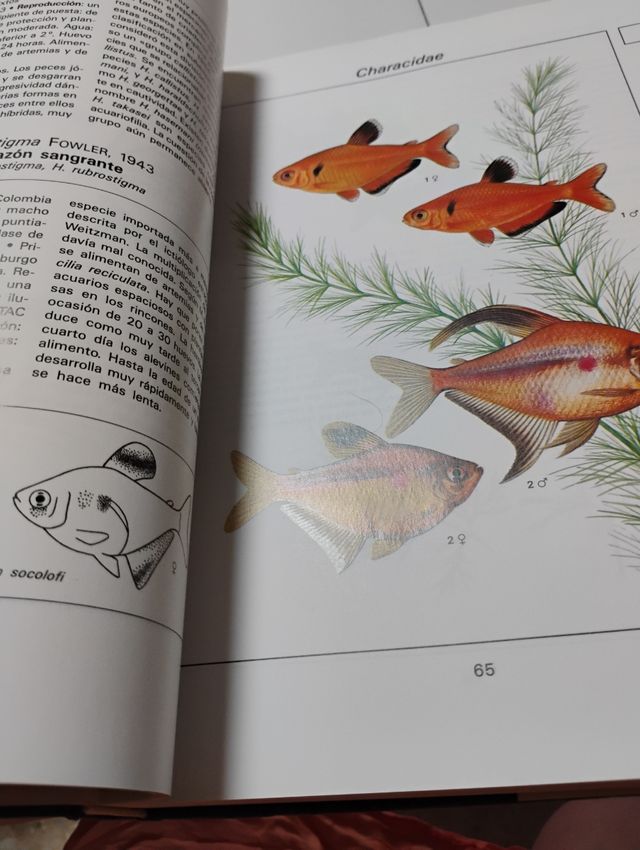 LA GRAN ENCICLOPEDIA DE LOS PECES DE ACUARIO.
