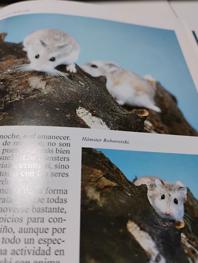 La Enciclopedia de los Conejos y Roedores (Span...