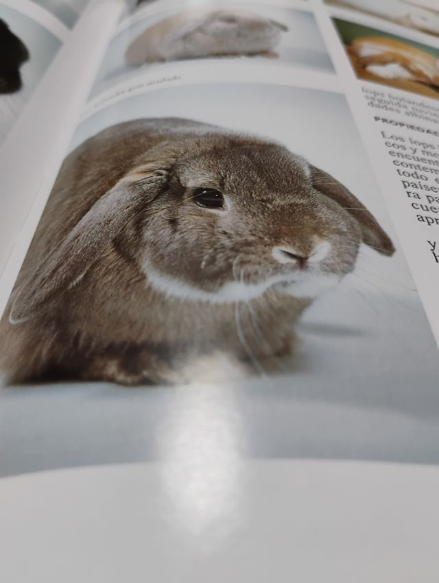 La Enciclopedia de los Conejos y Roedores (Span...