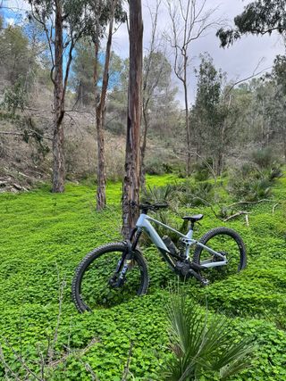 Orbea Wild Carbono MTB