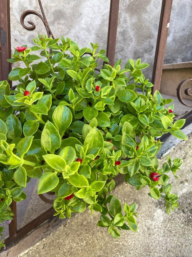Pianta grassa Talée fiorita di Erba Cristallina