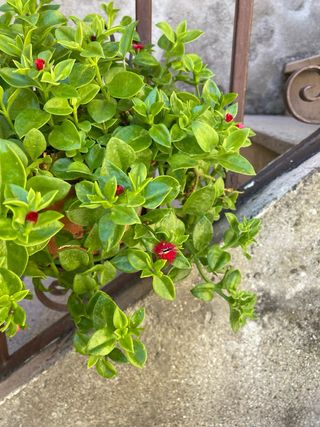 Pianta grassa Talée fiorita di Erba Cristallina