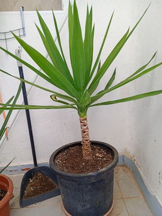 Planta Yuca - Bonita y saludable