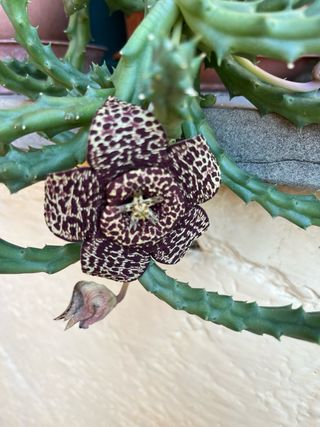 Talee Ceropegia woodii o Orbea variegata