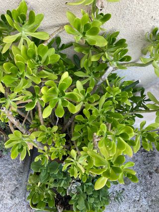 Talea succulent di Borracina gigante