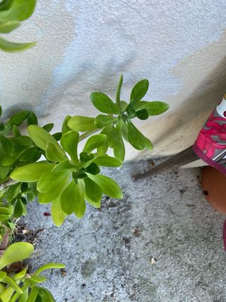 Talea succulent di Borracina gigante