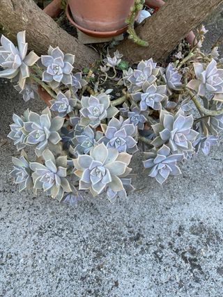 Pianta grassa Echeveria vendo talea in vasetto